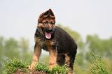 BERGER ALLEMAND 1353